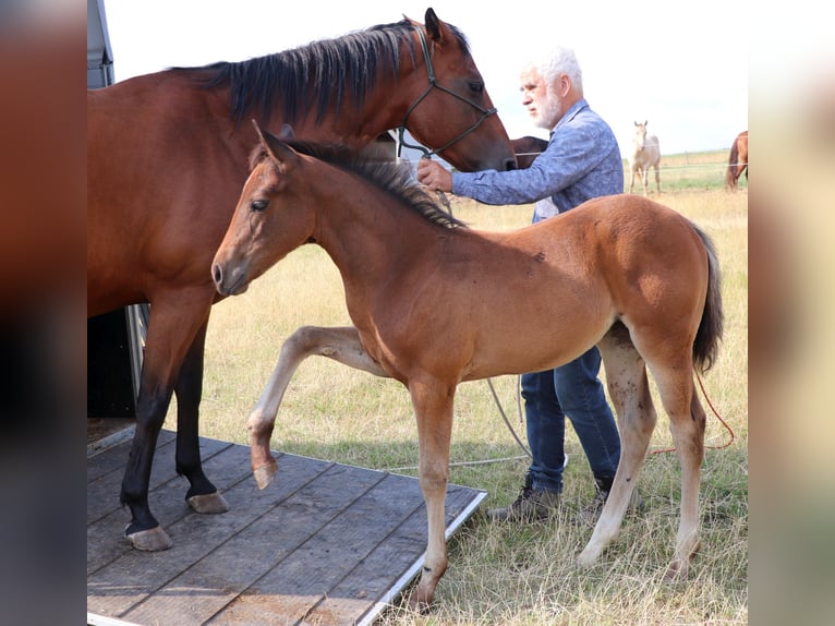 American Quarter Horse Merrie 1 Jaar 150 cm Bruin in Müglitztal