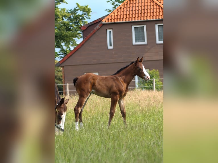 American Quarter Horse Merrie 1 Jaar 150 cm Bruin in Celle