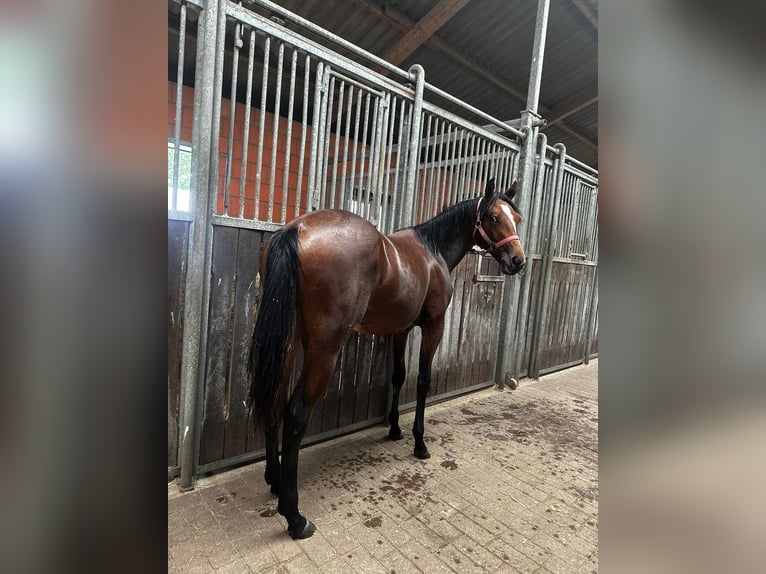 American Quarter Horse Merrie 1 Jaar 150 cm Bruin in Hamburg