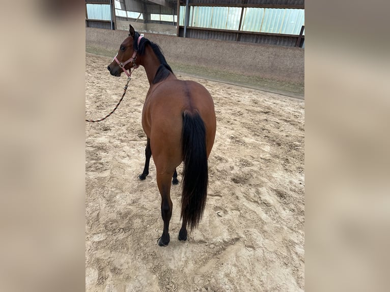 American Quarter Horse Merrie 1 Jaar 150 cm Bruin in Hamburg