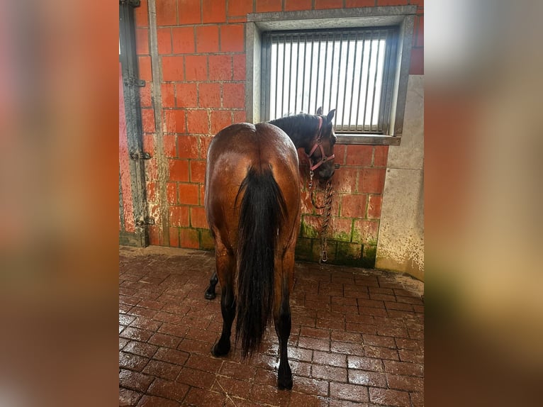 American Quarter Horse Merrie 1 Jaar 150 cm Bruin in Hamburg