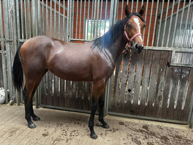American Quarter Horse Merrie 1 Jaar 150 cm Bruin in Hamburg
