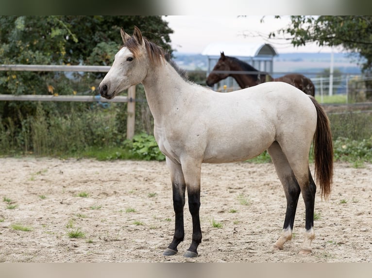 American Quarter Horse Mix Merrie 1 Jaar 150 cm Buckskin in D&#xF6;rnberg