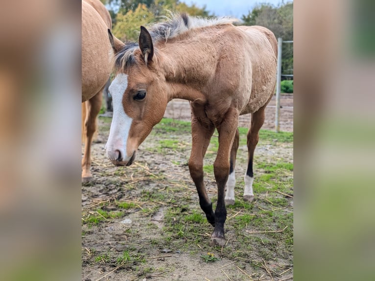 American Quarter Horse Merrie 1 Jaar 150 cm Buckskin in BüttelbornBüttelborn