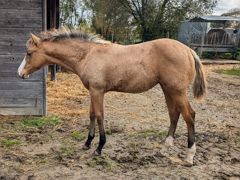 American Quarter Horse Merrie 1 Jaar 150 cm Buckskin in BüttelbornBüttelborn