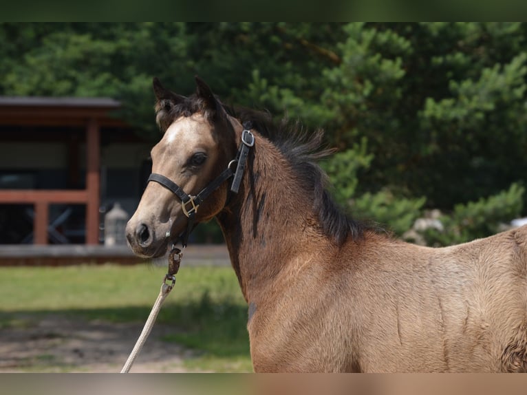 American Quarter Horse Merrie 1 Jaar 150 cm Buckskin in Wusterhausen (Dosse)
