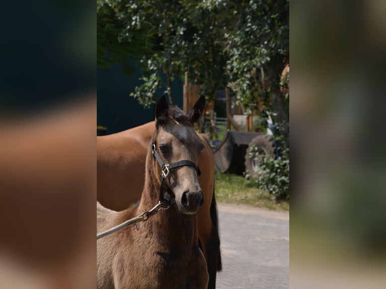 American Quarter Horse Merrie 1 Jaar 150 cm Buckskin in Wusterhausen (Dosse)