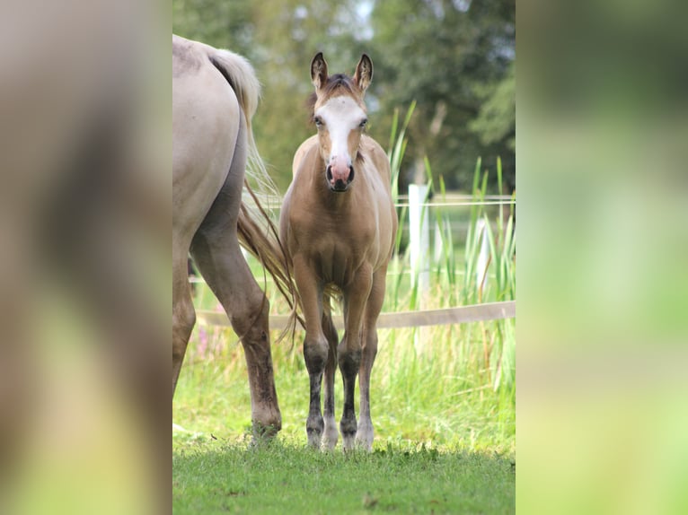 American Quarter Horse Merrie 1 Jaar 150 cm Buckskin in Stade