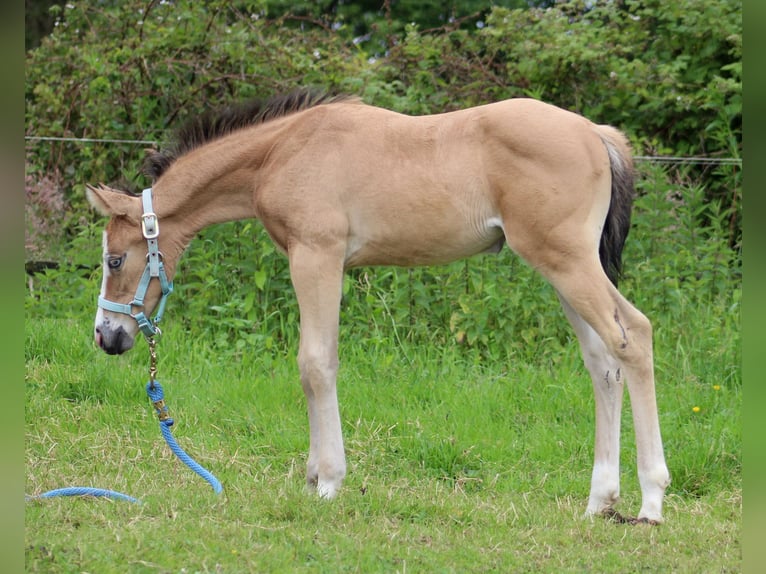 American Quarter Horse Merrie 1 Jaar 150 cm Buckskin in Stade