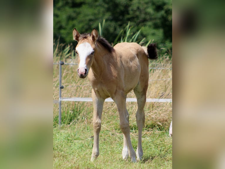 American Quarter Horse Merrie 1 Jaar 150 cm Buckskin in Stade