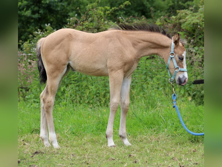 American Quarter Horse Merrie 1 Jaar 150 cm Buckskin in Stade