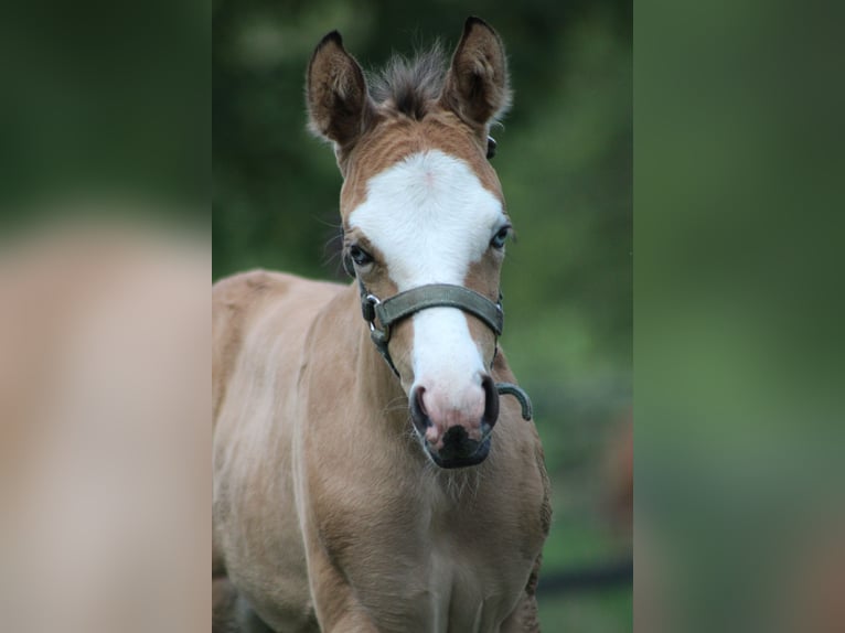 American Quarter Horse Merrie 1 Jaar 150 cm Buckskin in Stade