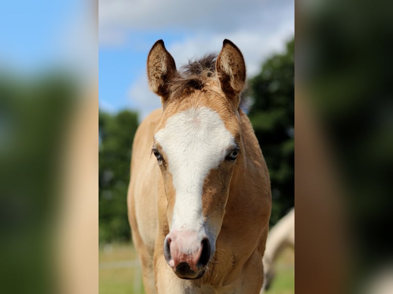 American Quarter Horse Merrie 1 Jaar 150 cm Buckskin in Stade