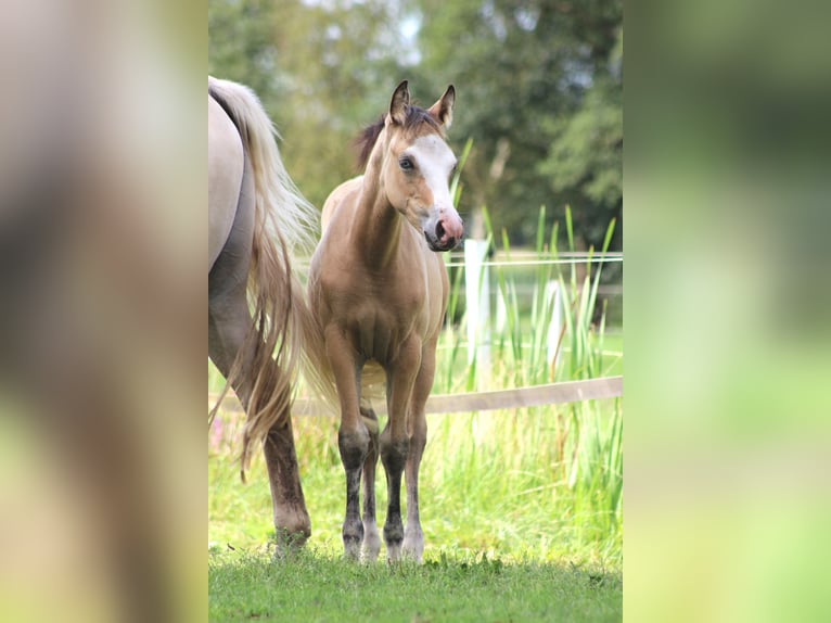 American Quarter Horse Merrie 1 Jaar 150 cm Buckskin in Stade