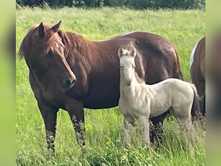 American Quarter Horse Merrie 1 Jaar 150 cm Champagne in Nossendorf