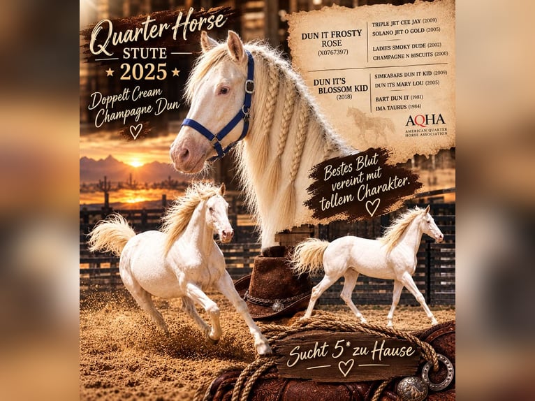 American Quarter Horse Merrie 1 Jaar 150 cm Champagne in Saterland
