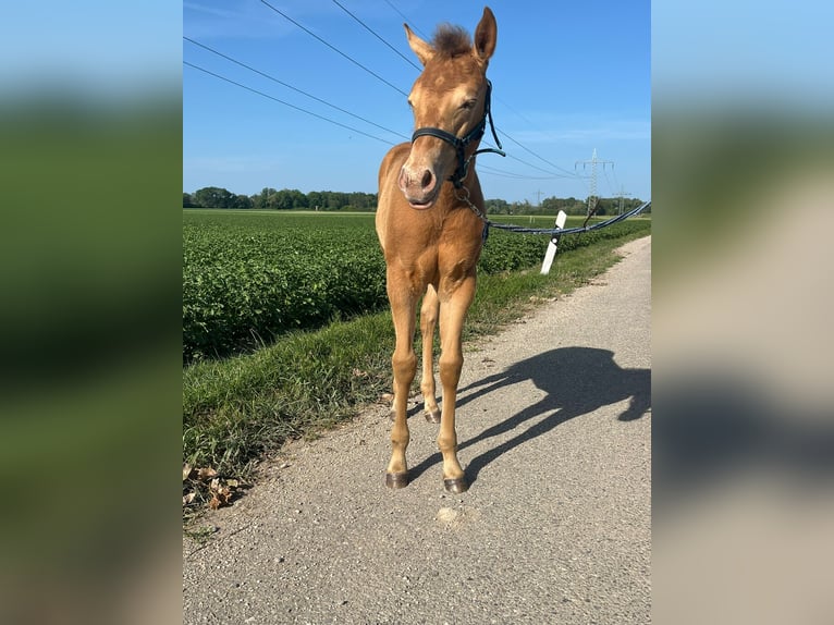 American Quarter Horse Merrie 1 Jaar 150 cm Champagne in Burgheim
