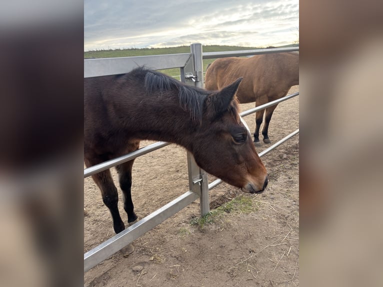 American Quarter Horse Merrie 1 Jaar 150 cm Donkerbruin in Höringen
