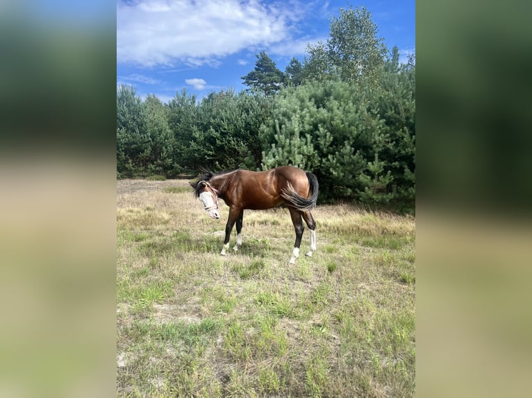 American Quarter Horse Merrie 1 Jaar 150 cm Donkerbruin in Warsaw