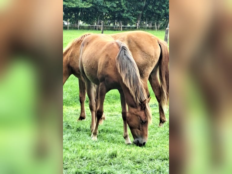 American Quarter Horse Merrie 1 Jaar 150 cm Donkere-vos in Arendonk