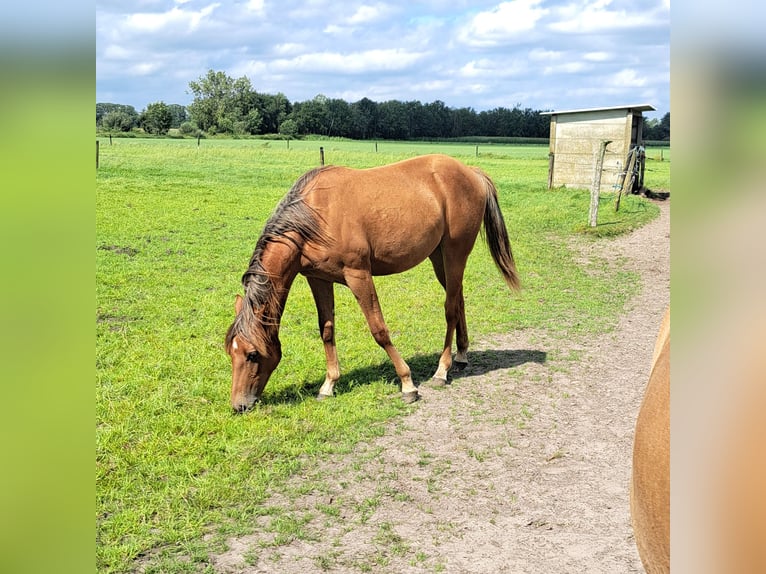 American Quarter Horse Merrie 1 Jaar 150 cm Donkere-vos in Arendonk