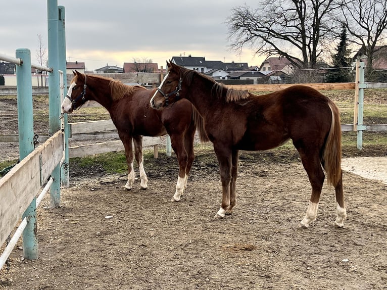 American Quarter Horse Merrie 1 Jaar 150 cm Donkere-vos in Königsmoos