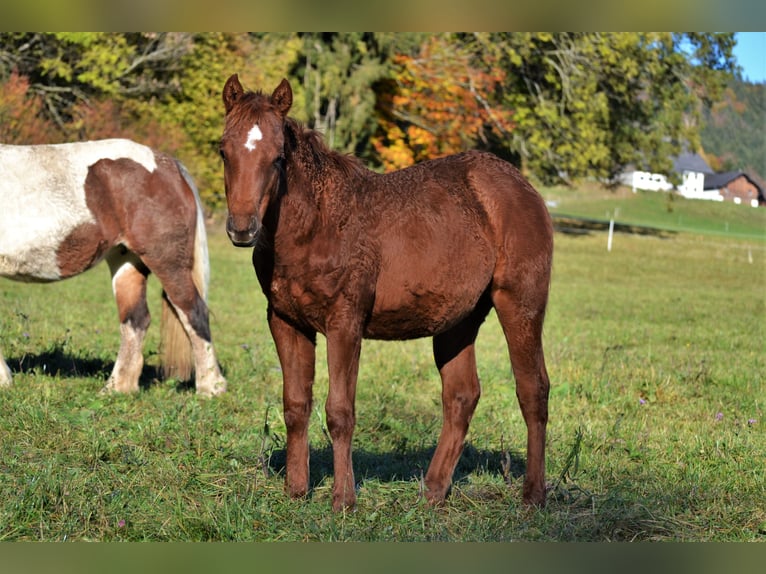 American Quarter Horse Merrie 1 Jaar 150 cm Donkere-vos in Thalgau