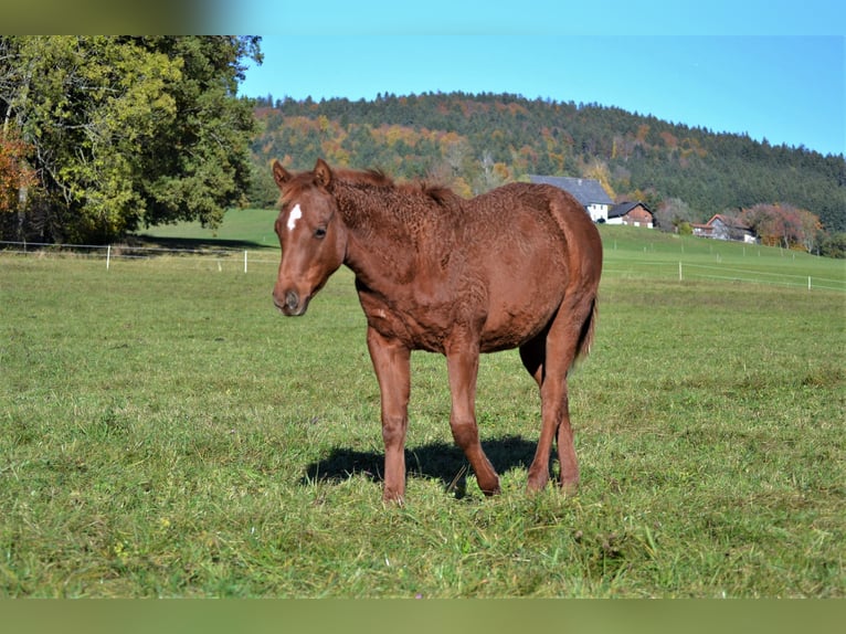 American Quarter Horse Merrie 1 Jaar 150 cm Donkere-vos in Thalgau