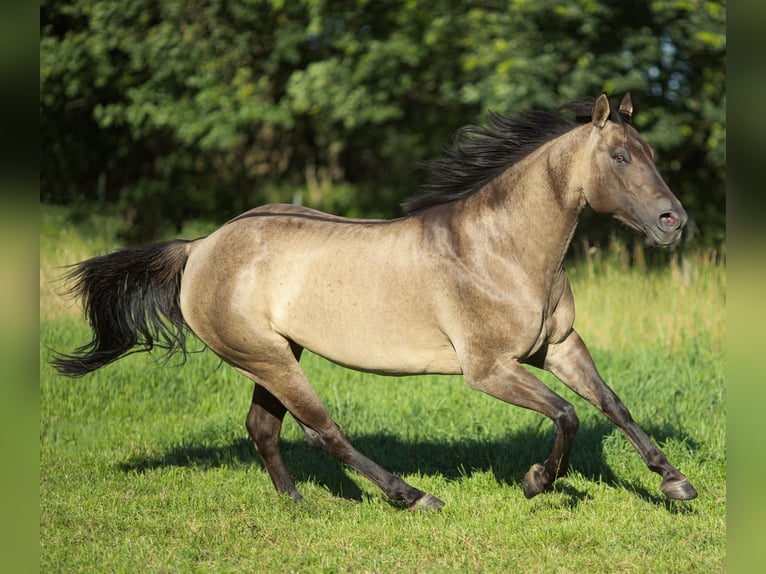 American Quarter Horse Merrie 1 Jaar 150 cm Grullo in Alt Duvenstedt
