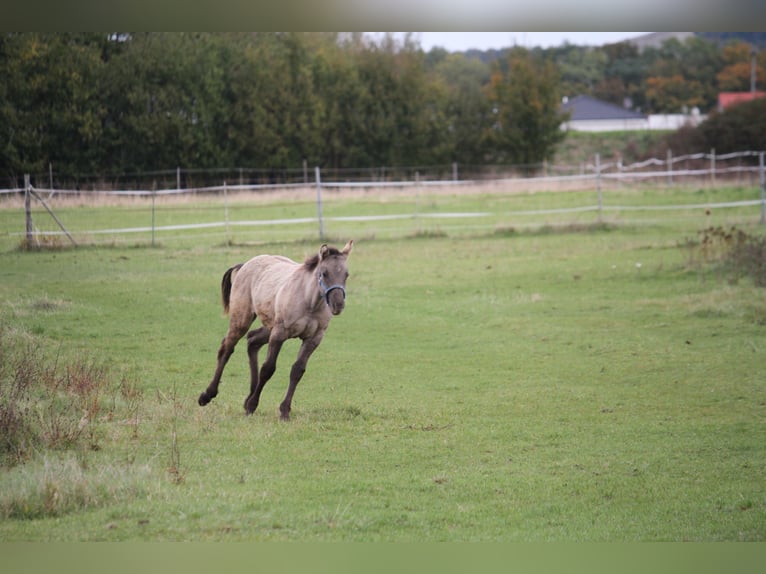 American Quarter Horse Merrie 1 Jaar 150 cm Grullo in Sulzheim