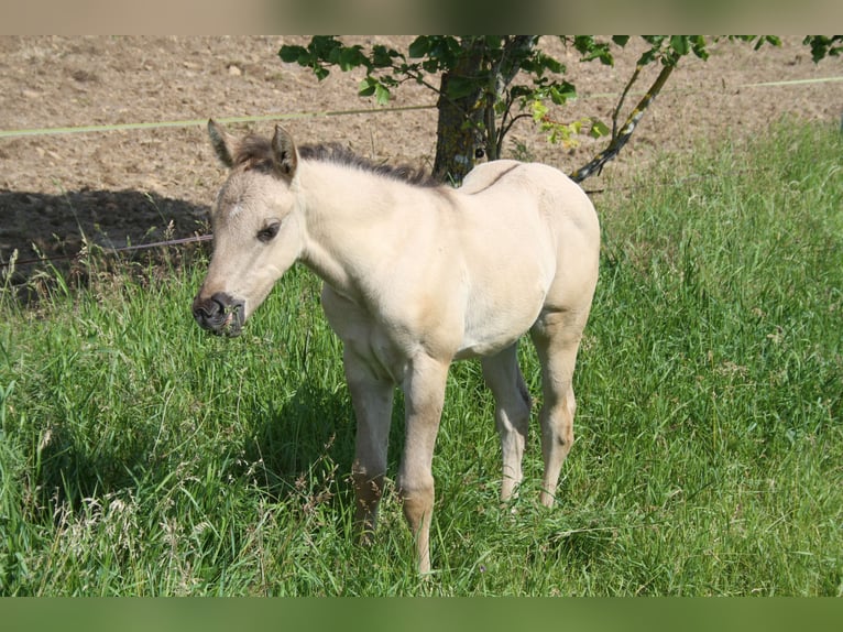 American Quarter Horse Merrie 1 Jaar 150 cm Grullo in Sulzheim