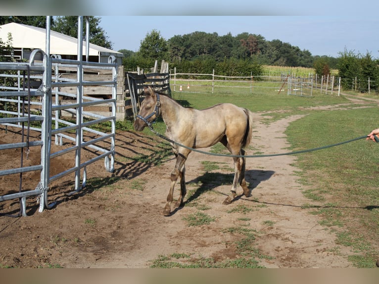 American Quarter Horse Merrie 1 Jaar 150 cm Grullo in Sulzheim