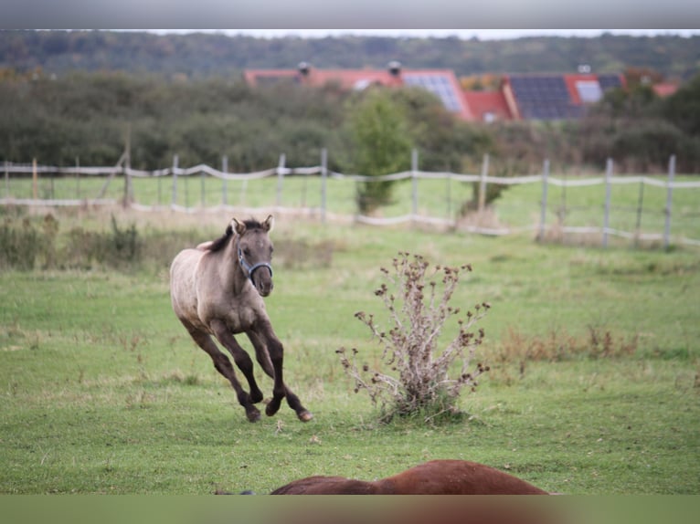 American Quarter Horse Merrie 1 Jaar 150 cm Grullo in Sulzheim