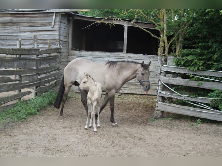 American Quarter Horse Merrie 1 Jaar 150 cm Grullo in Sulzheim