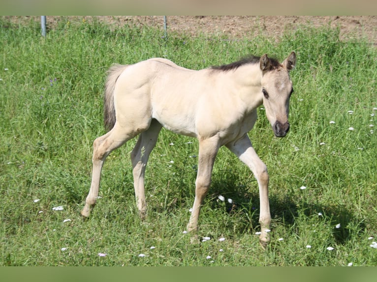 American Quarter Horse Merrie 1 Jaar 150 cm Grullo in Sulzheim