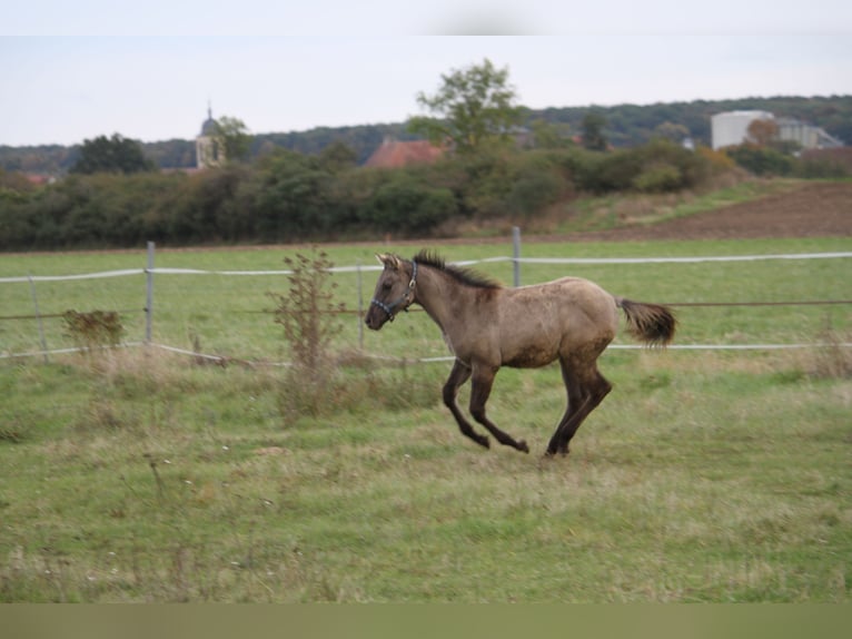 American Quarter Horse Merrie 1 Jaar 150 cm Grullo in Sulzheim