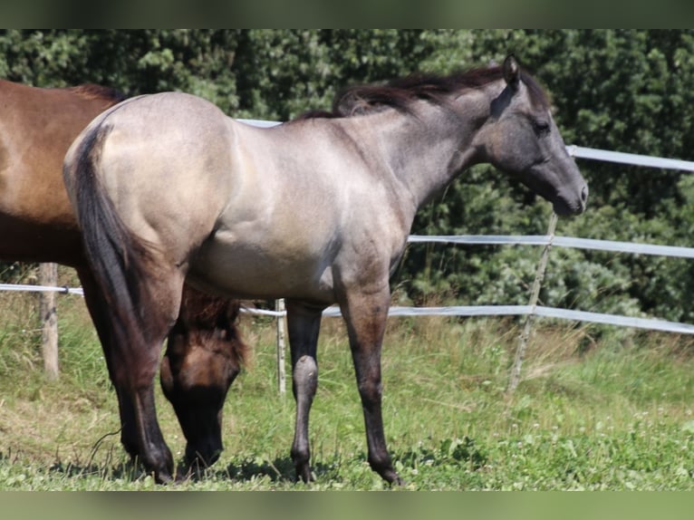 American Quarter Horse Merrie 1 Jaar 150 cm kan schimmel zijn in Schwarzach