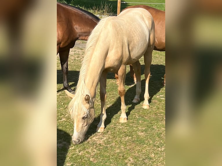 American Quarter Horse Merrie 1 Jaar 150 cm Palomino in Kürten