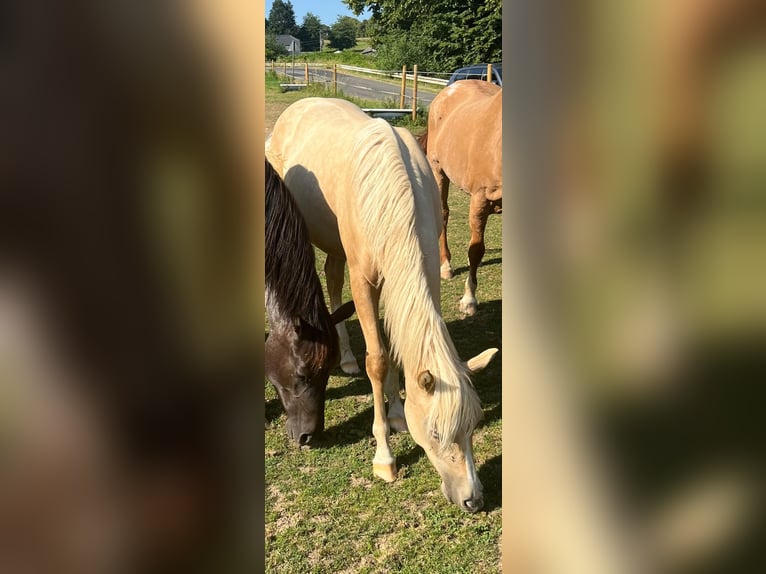 American Quarter Horse Merrie 1 Jaar 150 cm Palomino in Kürten