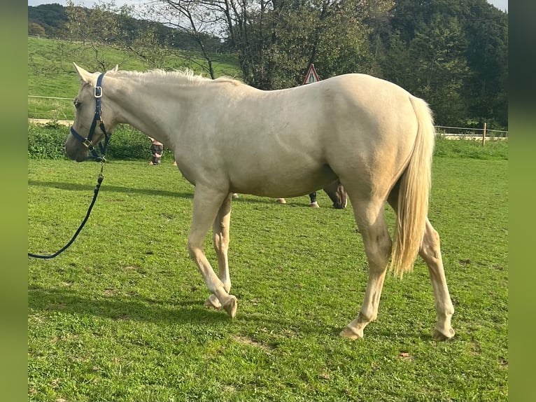 American Quarter Horse Merrie 1 Jaar 150 cm Palomino in Kürten