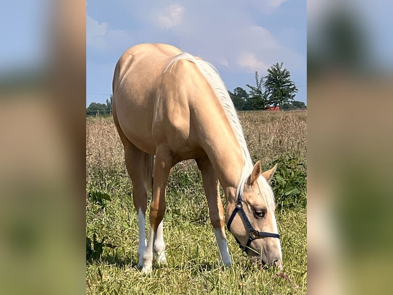 American Quarter Horse Merrie 1 Jaar 150 cm Palomino in Diepenau