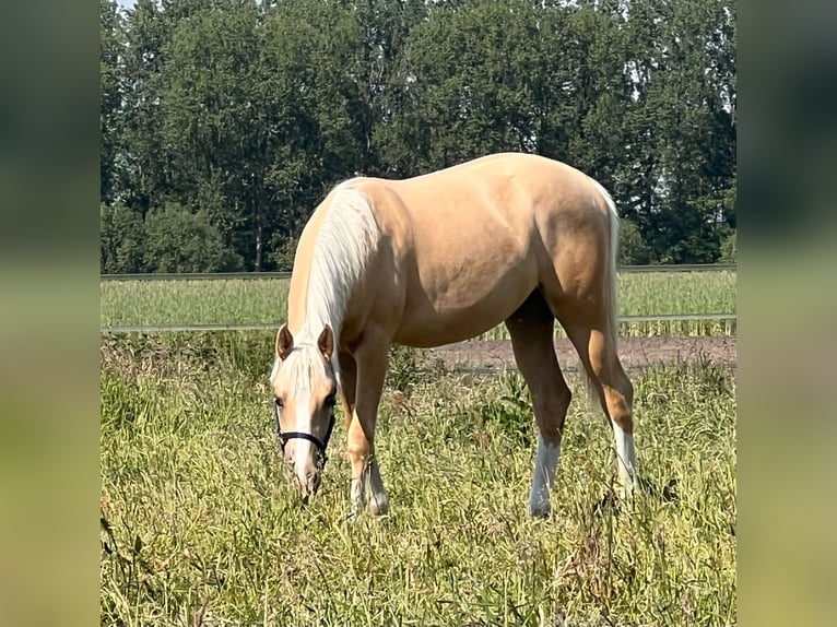 American Quarter Horse Merrie 1 Jaar 150 cm Palomino in Diepenau