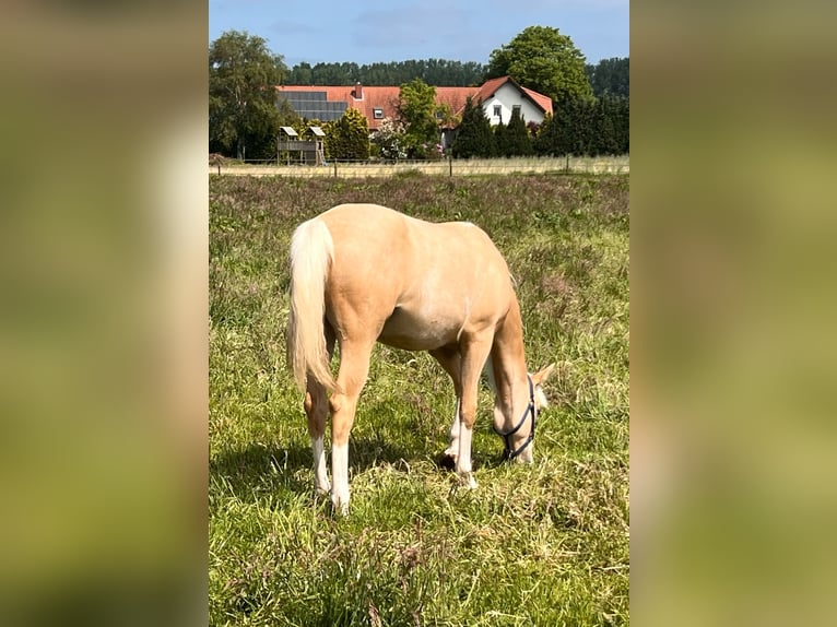 American Quarter Horse Merrie 1 Jaar 150 cm Palomino in Diepenau