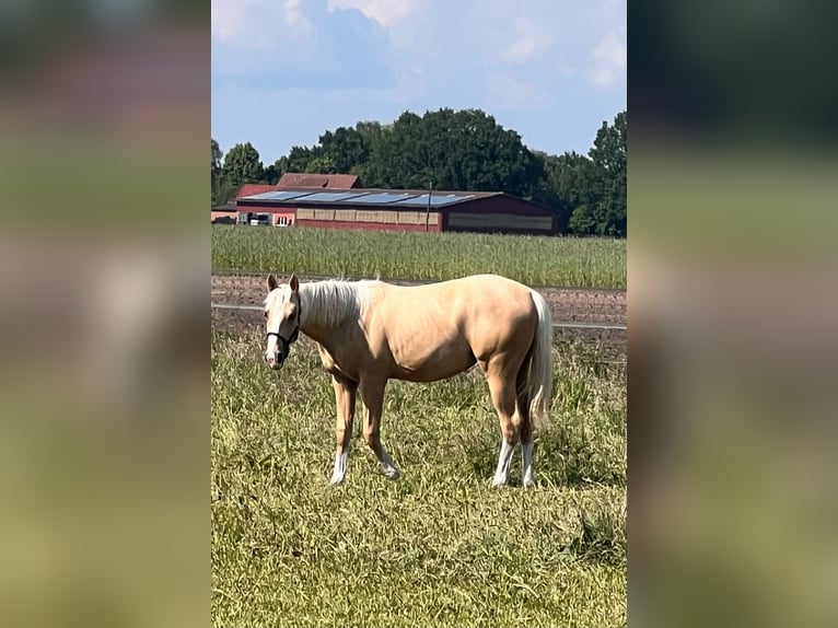 American Quarter Horse Merrie 1 Jaar 150 cm Palomino in Diepenau