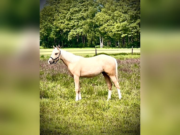 American Quarter Horse Merrie 1 Jaar 150 cm Palomino in Diepenau