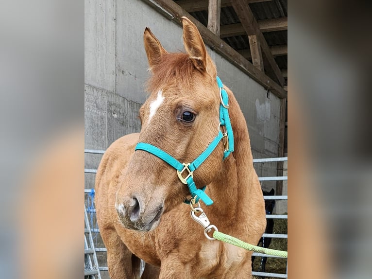 American Quarter Horse Merrie 1 Jaar 150 cm Red Dun in Echternacherbrück
