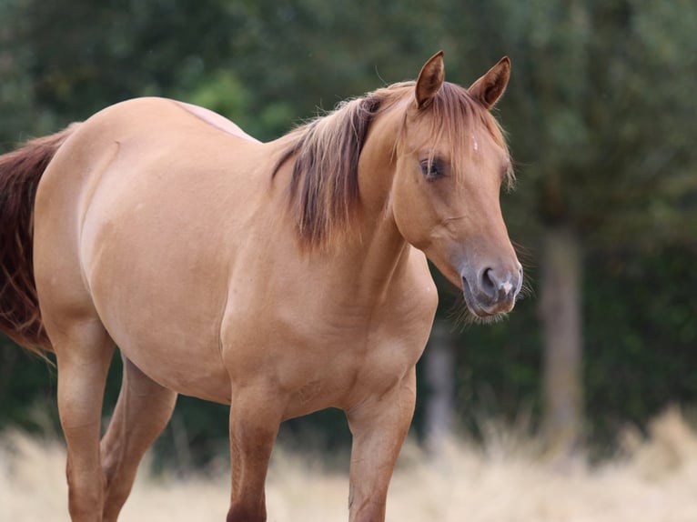 American Quarter Horse Merrie 1 Jaar 150 cm Red Dun in Nieuwrode