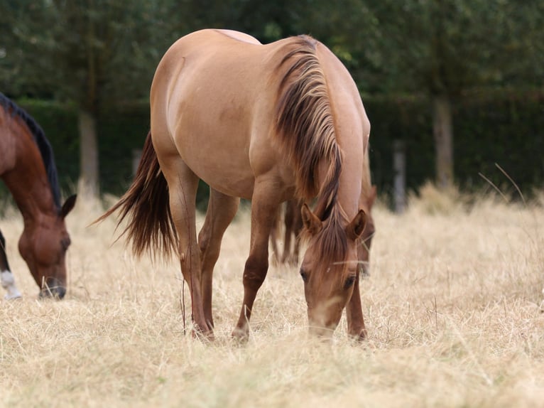 American Quarter Horse Merrie 1 Jaar 150 cm Red Dun in Nieuwrode