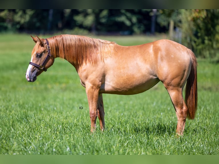 American Quarter Horse Merrie 1 Jaar 150 cm Red Dun in Ungenach