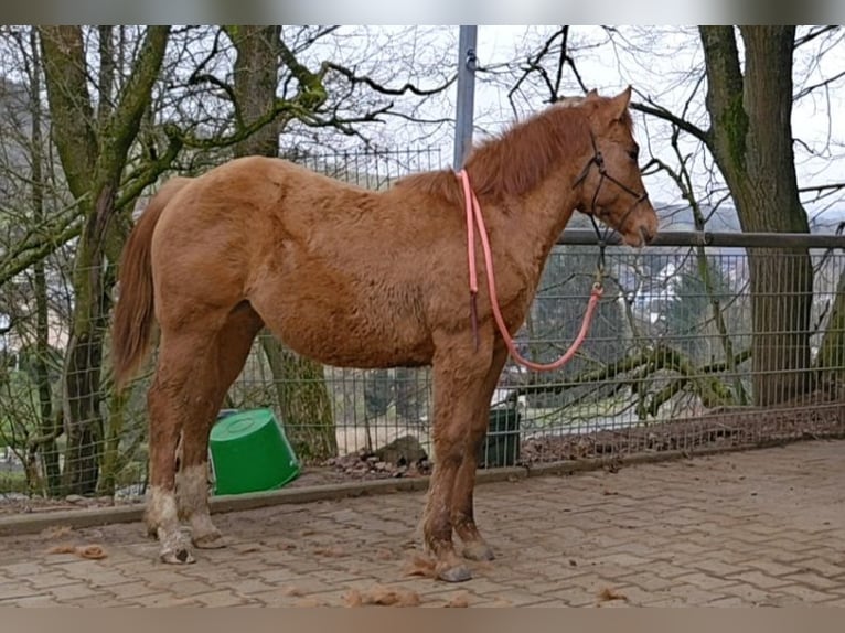 American Quarter Horse Merrie 1 Jaar 150 cm Red Dun in Weilmünster